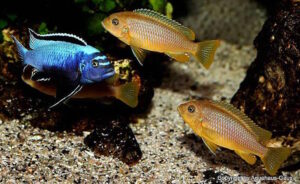 Metriaclima koningsi 'Likoma Island'